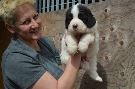 landseer cuccioli|Allevamento Landseer Puppy Italia.